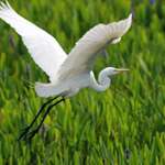 Egret in Flight