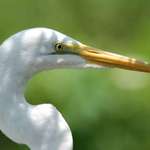 Sun Dappled Egret