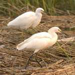 Snowy Egrets