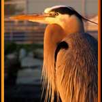 Great Blue Heron watching the  sunset