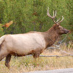 Elk by the Road