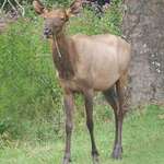 Elk