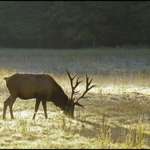 Elk in Morning Light