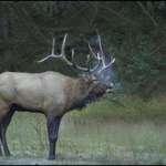 Bugleing Elk