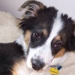 Elvis