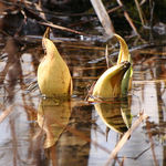 Emerging Skunk Cabbage Flowers
