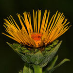 Emerging Wild Sunflower