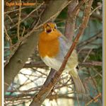 English Robin Redbreast.