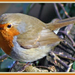English Robin