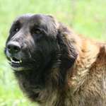 Estrela Mountain Dog