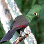 Green Crested TuracoGorgeous Exotic Bird