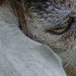 Goats Eye