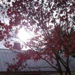 Fall and New York