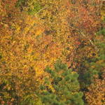 Fall Color