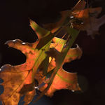 Fall colors