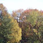 Fall Colors