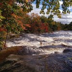 Fall Foliage