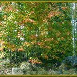 Fall foliage