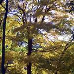 golden trees 4