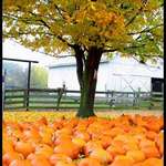 fall