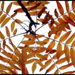 Branches