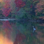 Blue Heron Autumn