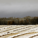 Frosted wheat