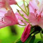 Rhododendron
