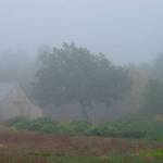 Fog on the Farm