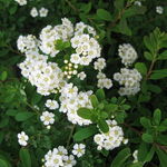 Fated Snowmound Spirea
