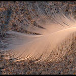 Feather in Golden Light