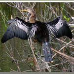 Female Anhinga