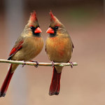 Female Cardinals