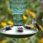 Female hummingbird