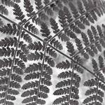 Fern Negative