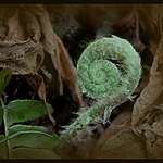 Fern