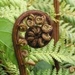 Fern Frond