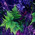 Fern in blue and Purple
