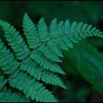 Green on Green