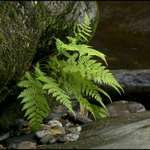 Sunlite Ferns