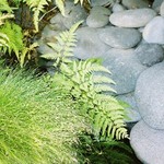 Stonely Ferns
