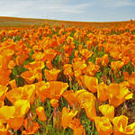 Field of Poppies