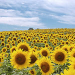 Field of Sunflowers