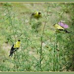 Finches
