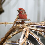 Finch on an Icy Perch