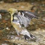 Young Yellow Finch Splashing