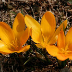 First Croci, 2011