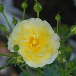 First Flowers