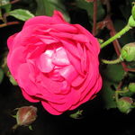 First Rose of 2010