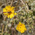 First Springtime Bee